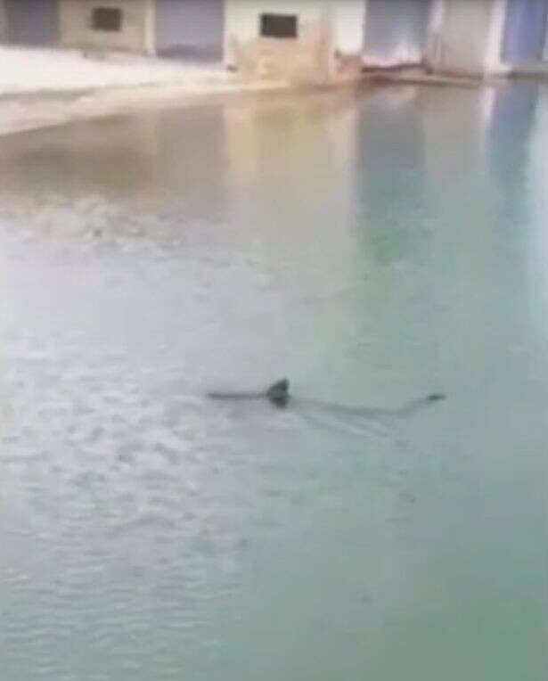 Enorme tubarão é visto nadando em praia e deixa banhistas aterrorizados