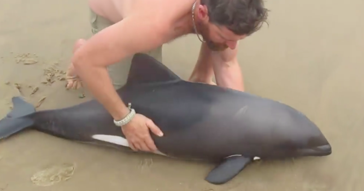 Homem salva bebê golfinho encalhado em praia e cena repercute na internet