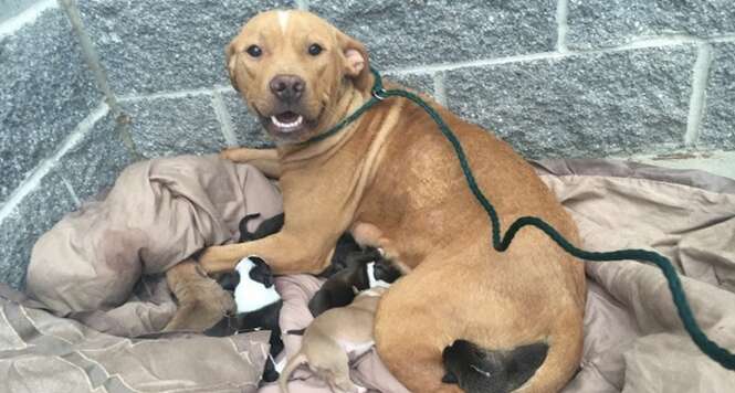 Pit bull abandonada dá à luz 10 filhotes e fica à espera de ajuda
