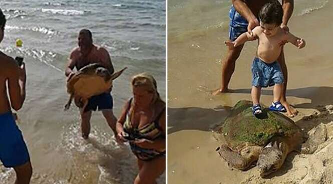 Banhistas quase matam tartaruga após tirá-la da água para fazer selfies