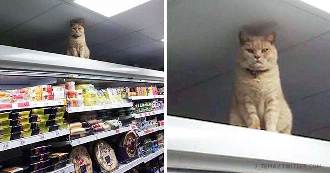 Gatinho se recusa sair de supermercado mesmo sendo expulso diversas vezes