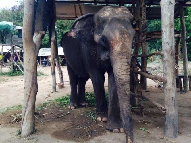 Elefante forçado a carregar turistas em passeio na Tailândia fica severamente magro