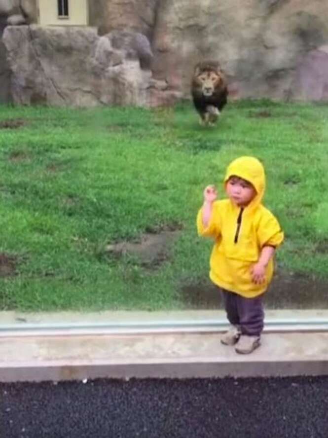 Leão corre para atacar criança de 2 anos em zoológico no Japão e se dá mal