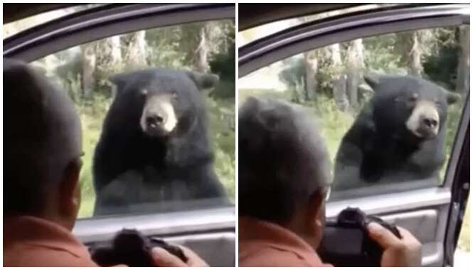 Urso gigante abre porta de carro de visitantes em safari