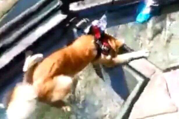 Cão com medo de altura fica petrificado ao atravessar passarela de vidro