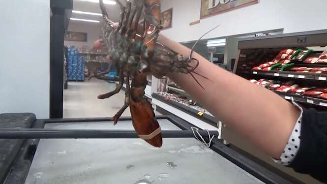 Mulher compra lagosta em supermercado para devolvê-la ao mar