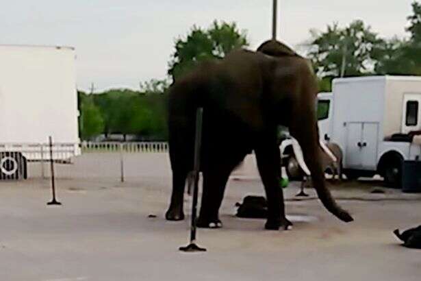 Vídeo revoltante mostra elefante de circo vivendo em condições precárias