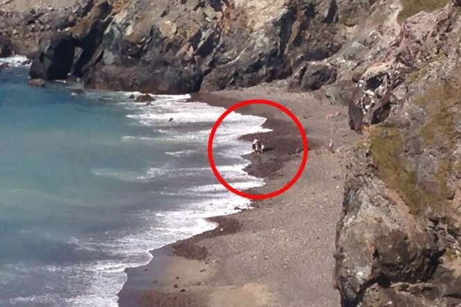 Turista devolve ao mar tubarão encalhado em praia