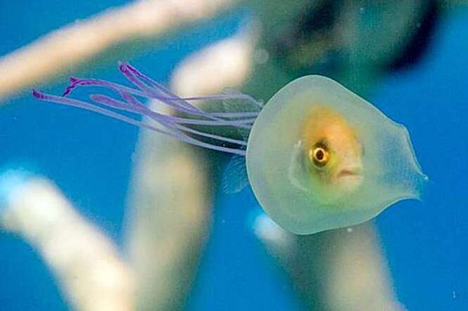Peixe fica preso dentro de água-viva