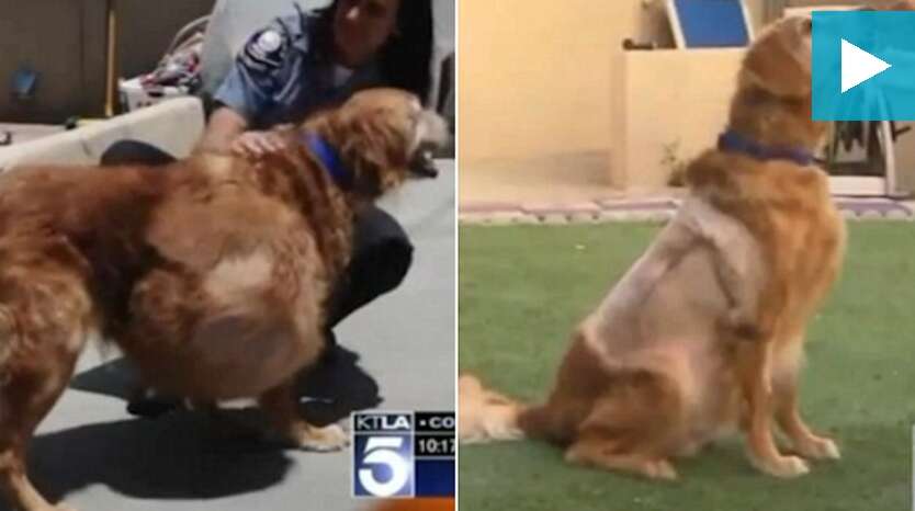 Cão com tumor de 20 quilos é abandonado e deixado para morrer