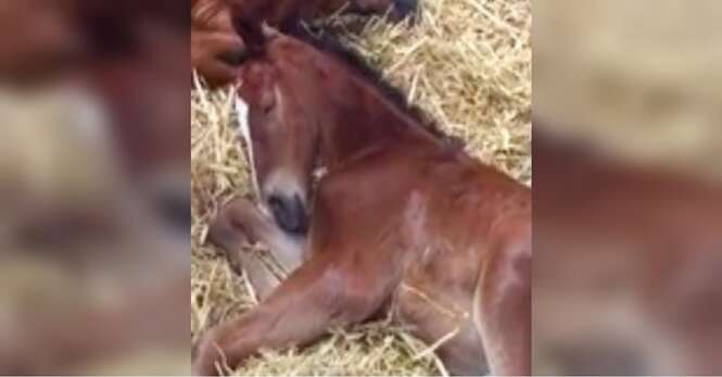 Veterinários colocam filhote de cavalo que perdeu a mãe com égua que perdeu o filho