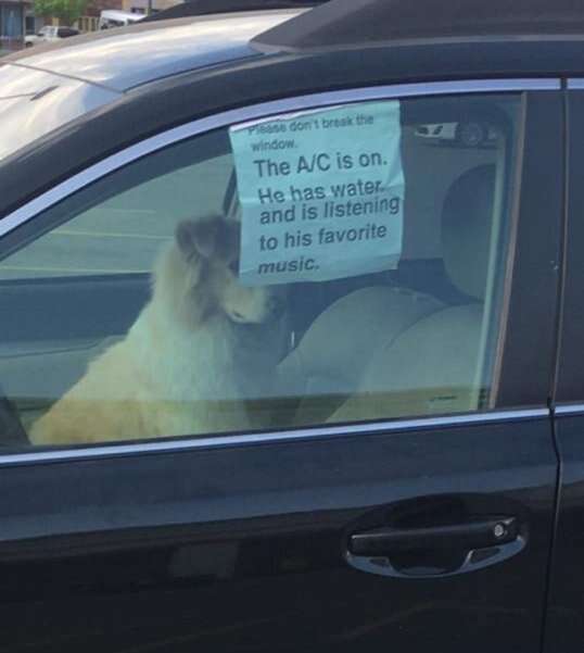 Cão é deixado sozinho dentro de carro