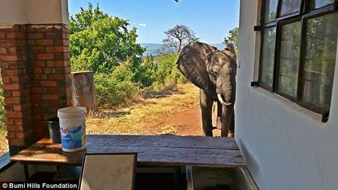 Elefante ferido vai a alojamento pedir ajuda aos hóspedes após ser baleado