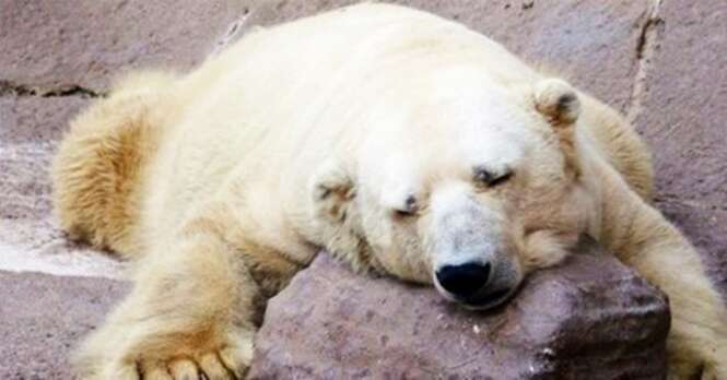 Como foi a vida do último urso polar que vivia em cativeiro na Argentina