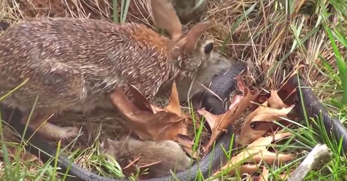 Mamãe coelho supera fragilidade e ataca cobra para defender seus filhotes