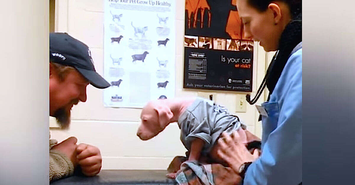 Filhote de pitbull mostra gratidão ao encontrar homem que o salvou