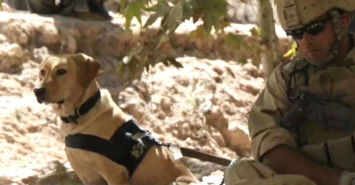 Cadela que protegeu soldado durante guerra se reúne com militar após vários anos