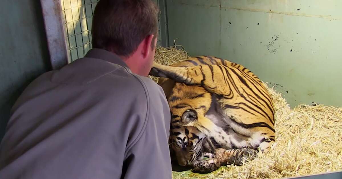 Vídeo cativante mostra momento em que mãe tigre dá à luz filhotes gêmeos