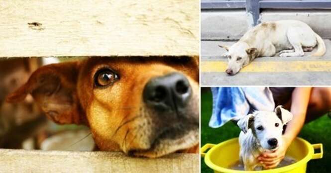Holanda se torna o 1º país sem cães abandonados