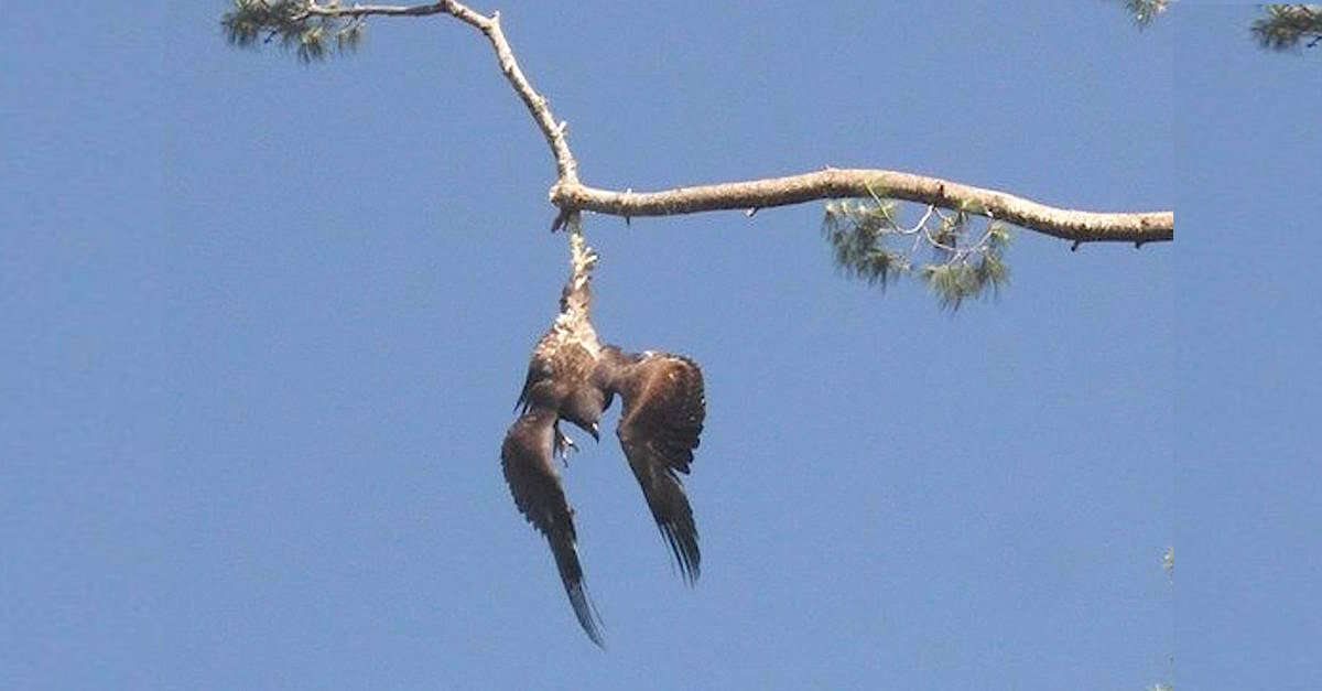 Homem salva águia presa em galho de árvore