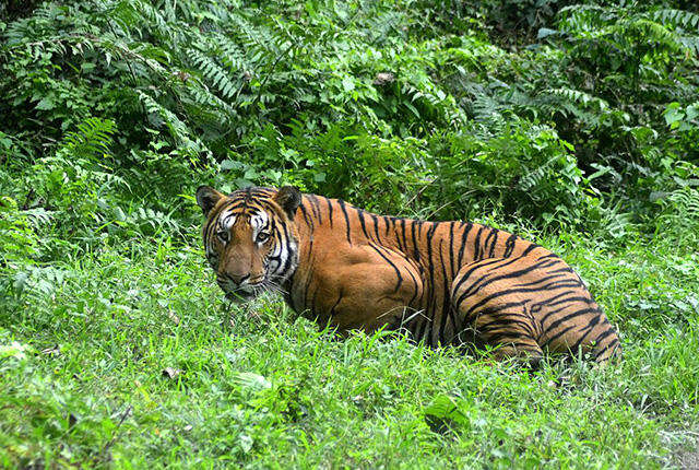 População de tigres está subindo pela primeira vez em 100 anos