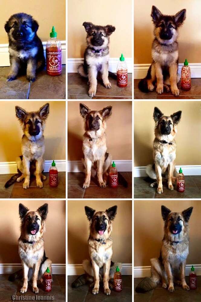 Dono documenta crescimento de seu cão usando garrafa como escala