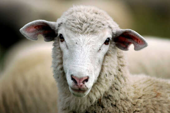 Comer olho de ovelha é um mito para curar ressaca