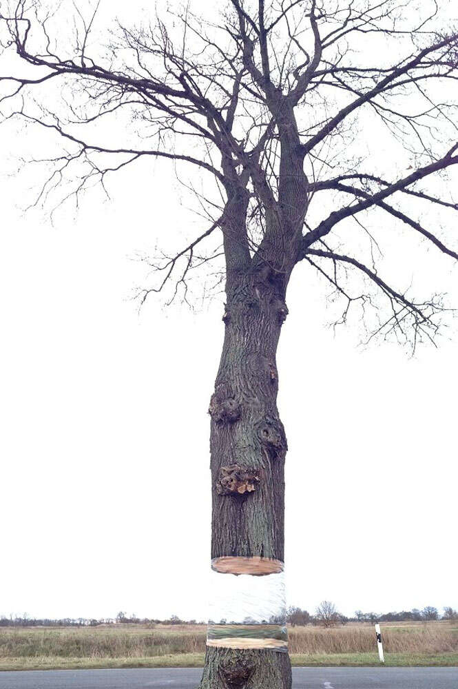 Artistas usam plástico e tinta spray para criar ilusão em tronco de árvore