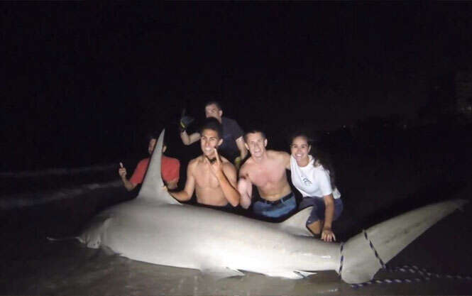 Estudantes capturam tubarão na Flórida, EUA