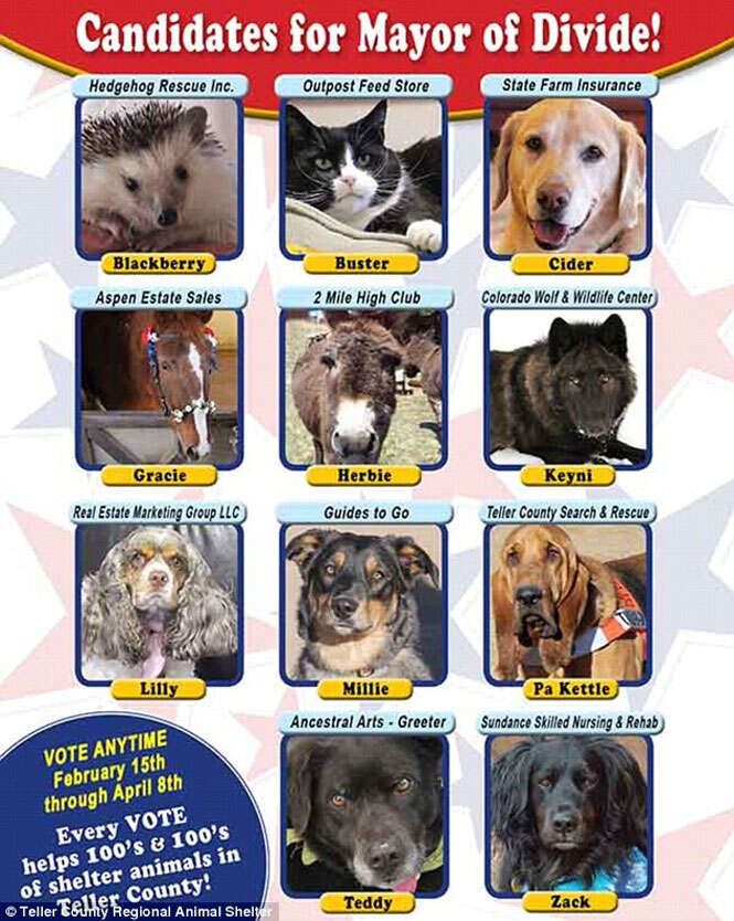 11 animais são candidatos à prefeitura nos EUA