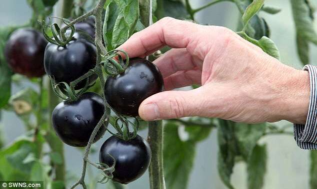 Tomates pretos