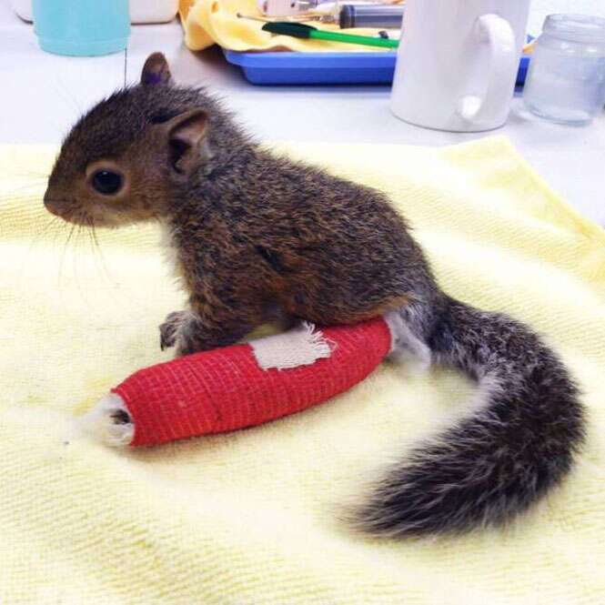Filhote de esquilo se recupera após sofrer queda grave de seu ninho.