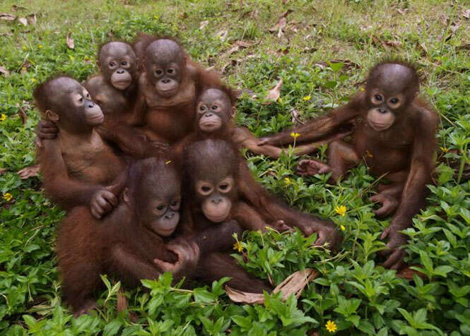 Orangotangos bebês