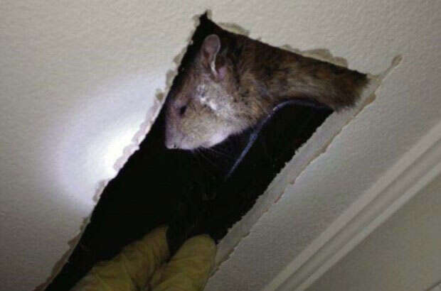 Rato gigante é encontrado vivendo em casa de família