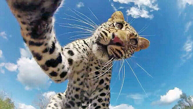 Leopardo