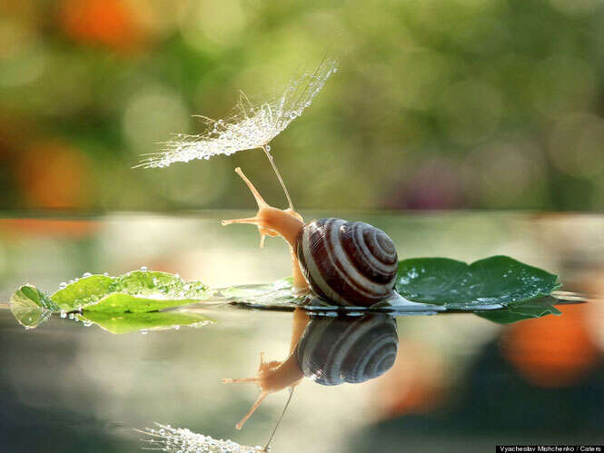 Caracol é flagrado segurando flor para se proteger da chuva