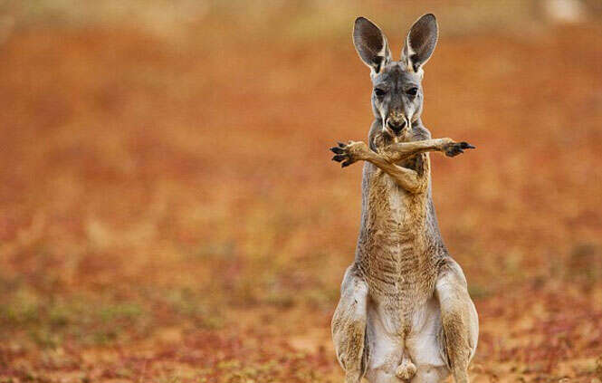 Canguru "dança" para fotógrafo na Austrália