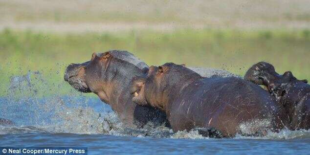 Hipopótamo encontrou filhote morto e começou a chorar - depois se tornou agressivo