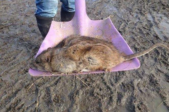 Terceiro rato gigante é capturado no Reino Unido.