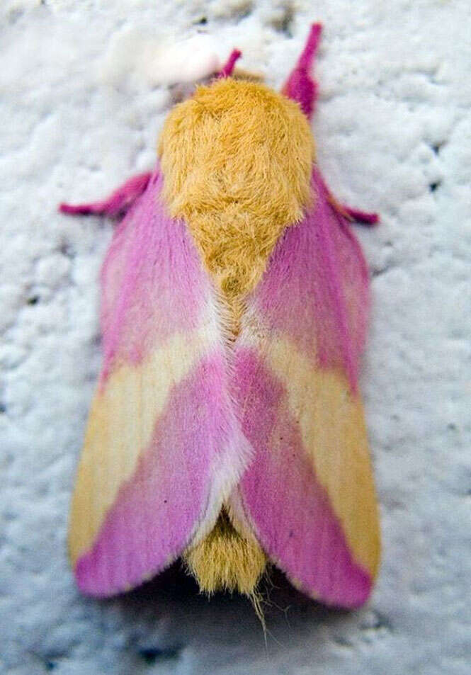 Mariposa Rosada do Bordo