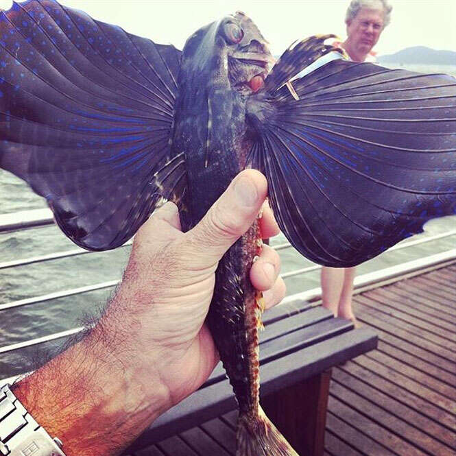 Peixe com asas conhecido como "falso voador" é fisgado em Santos.
