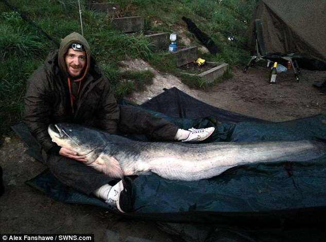 Alex Fanshawe e peixe gigante