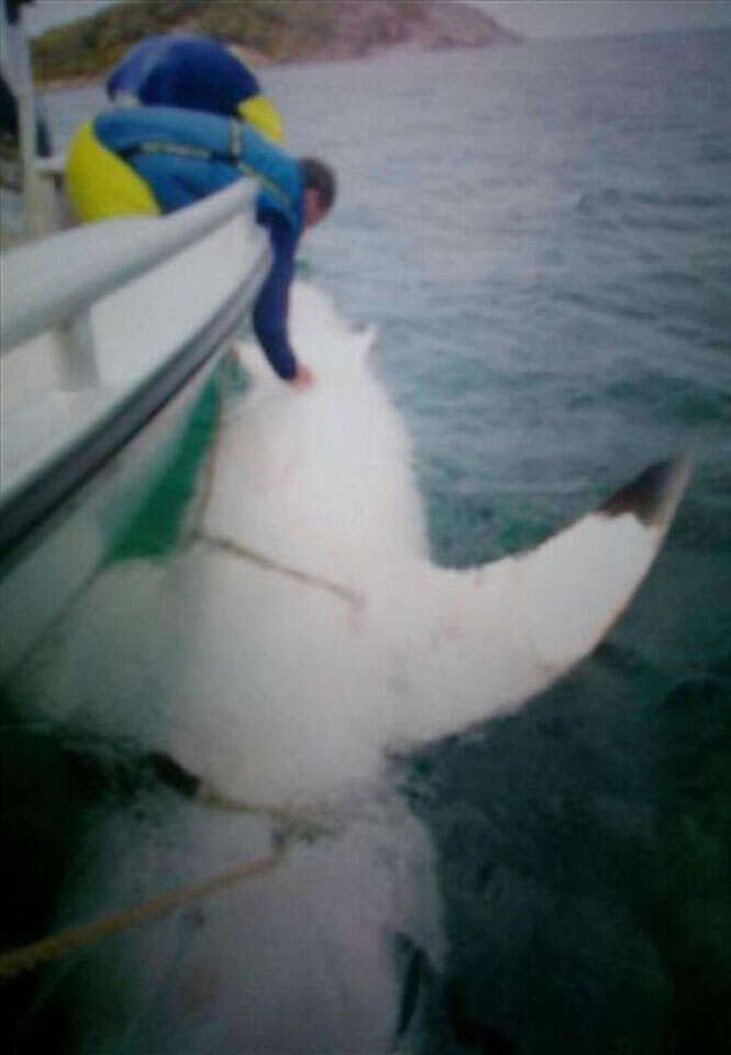 Tubarão de quase 5 metros causa terror na Austrália