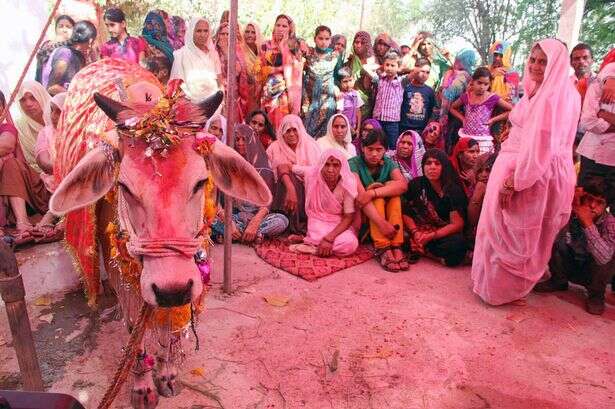 Vaca Ganga e touro Prakash