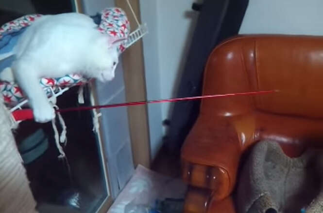 Gato com vara de pesca