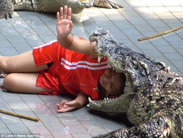 Adestradora coloca cabeça na boca de crocodilo