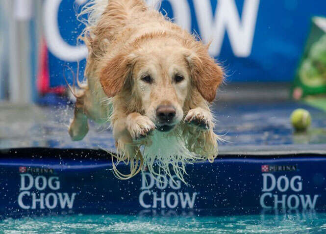 Cachorro nadando