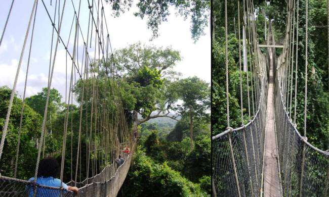 Canopy Walk, Gana