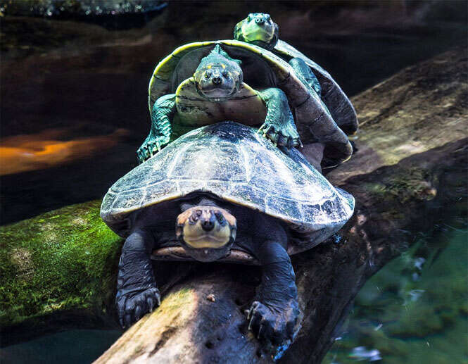 engavetamento de tartarugas