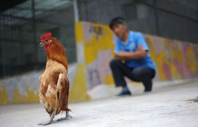 Galo humano